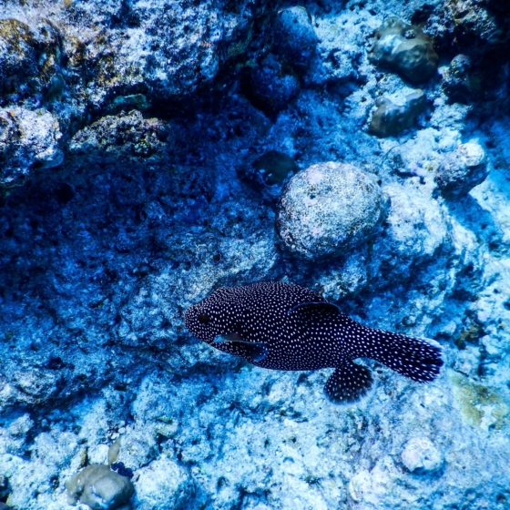 Tengeri / Óceáni Tengeri / Óceáni