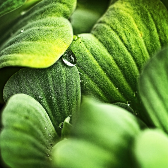 Zöld / Természetes Zöld / Természetes